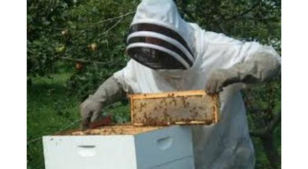 wireready_07-03-2017-10-40-02_08962_beekeepers