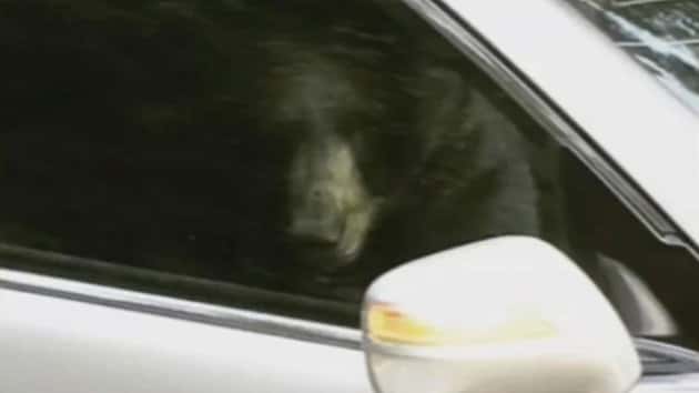 170711_wlos_bear_car_31x13_1600