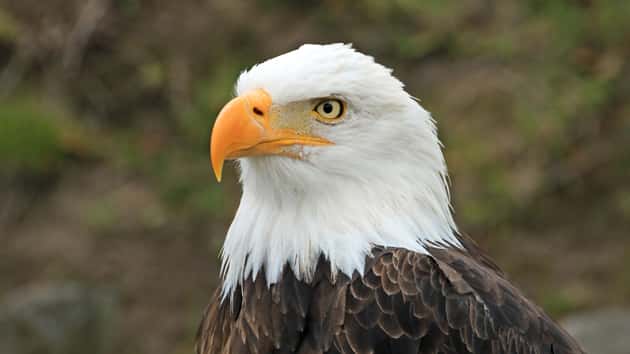 getty_071117_baldeagle