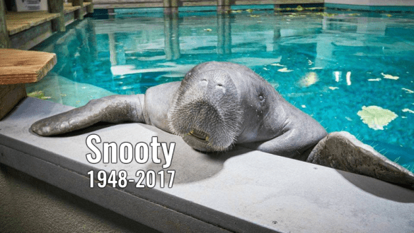 072317_snootymanatee