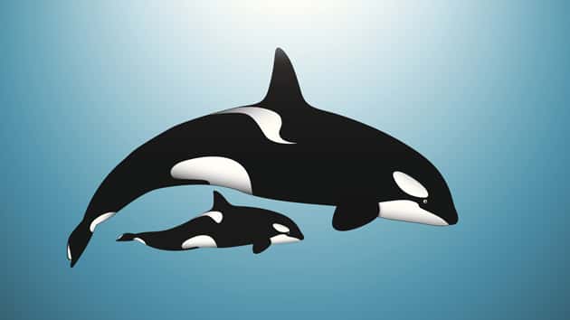 getty_072417_whale