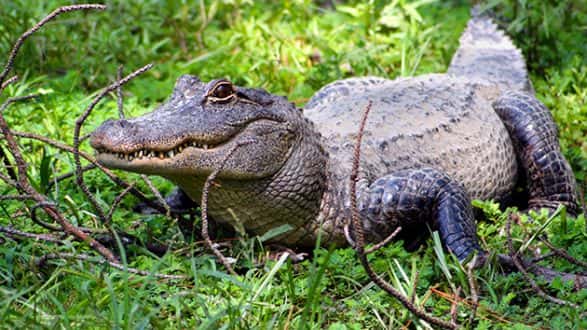 thinkstock_072617_alligator