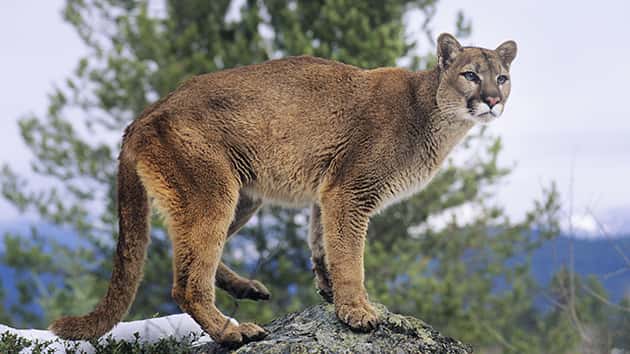 thinkstock_080917_mountainlion