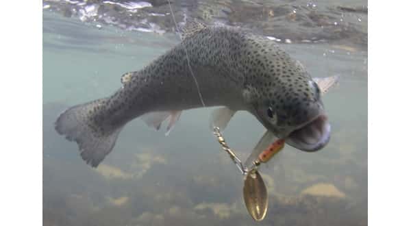 wireready_08-24-2017-10-20-05_09801_trout