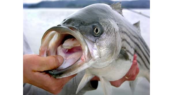 wireready_09-02-2017-11-02-02_00035_striper