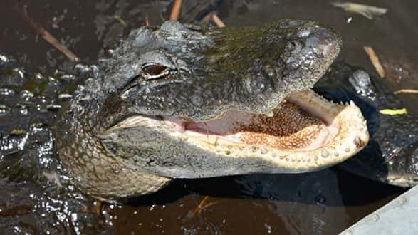 102117_thinkstock_alligator