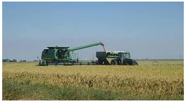 wireready_11-10-2017-21-10-07_00409_riceharvest