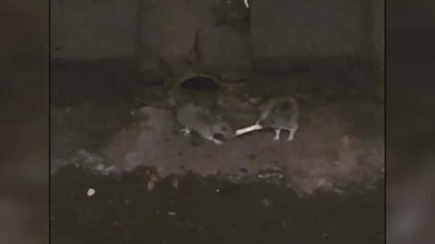 111017_french-fry-rat-02-as-ht-171110_31x13_992