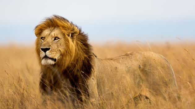 thinkstock_111617_lion