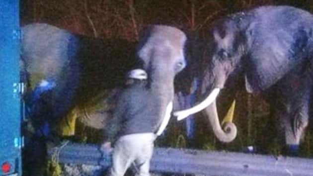 elephants-on-highway-ht-thg-171120_12x5_992