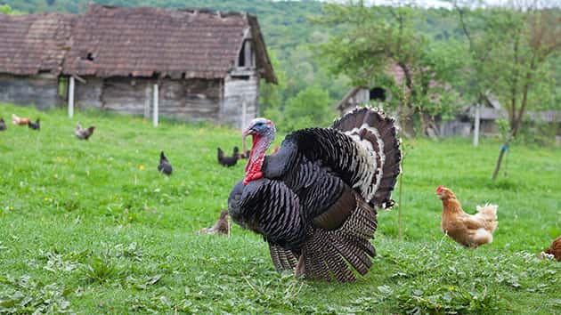 thinkstock_112317_turkey