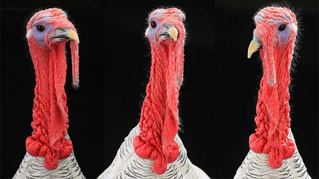112417_thinkstock_turkey