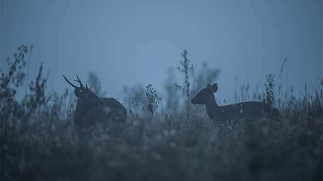 getty_112517_deerhunting