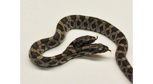2 heads saved this rare Missouri snake from untimely death 