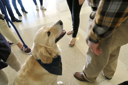 getty_022818_therapy_dogs