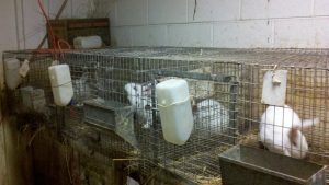 rabbit-cages