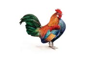 wireready_03-24-2018-11-20-02_01954_rooster