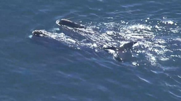 180424_wcvb_right_whale_sighting_12x5_992