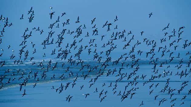 042518_thinkstock_birds