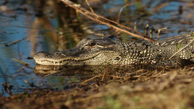 061018_thinkstock_alligator