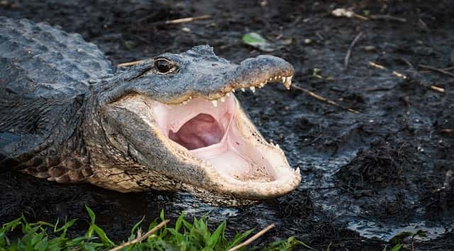 061118_thinkstock_alligator