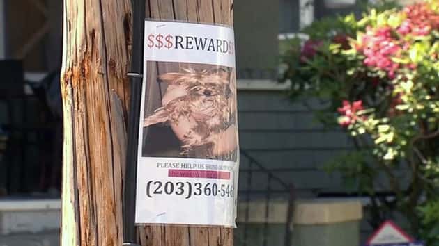 wabc_061218_missing_yyorkies