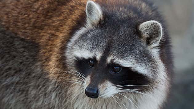 061318_thinkstock_raccoon