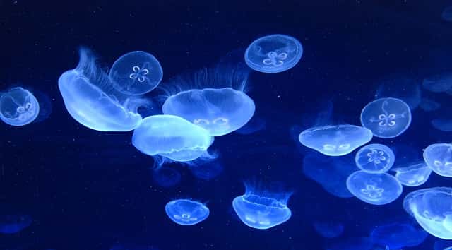 061418_thinkstock_jellyfish