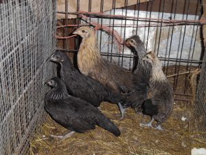 bantam-chicks