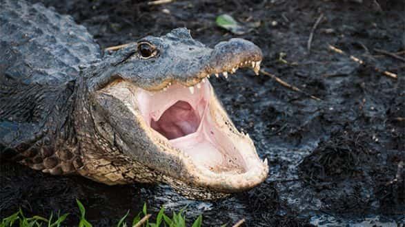 082018_thinkstock_gator