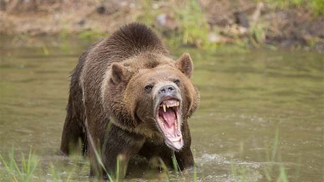 082018_thinkstock_bear