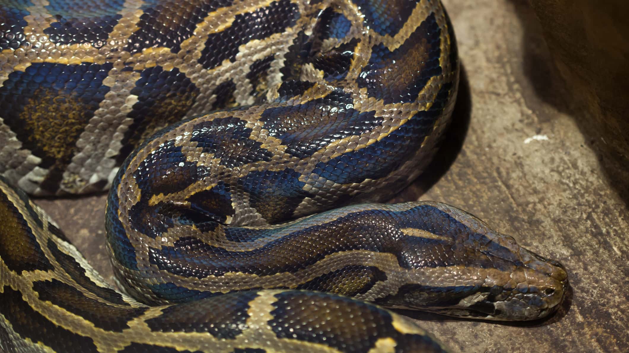getty_082318_python