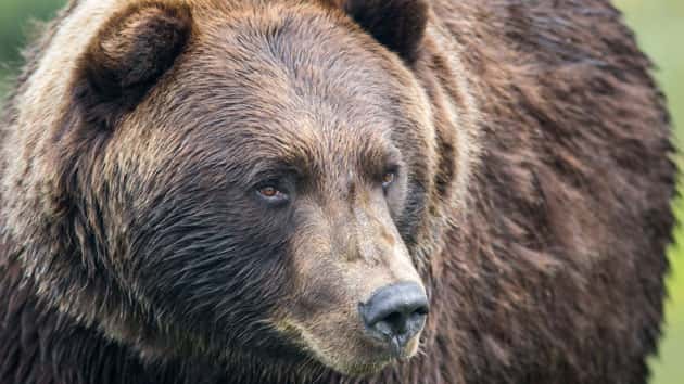thinkstock_grizzlybear_082418