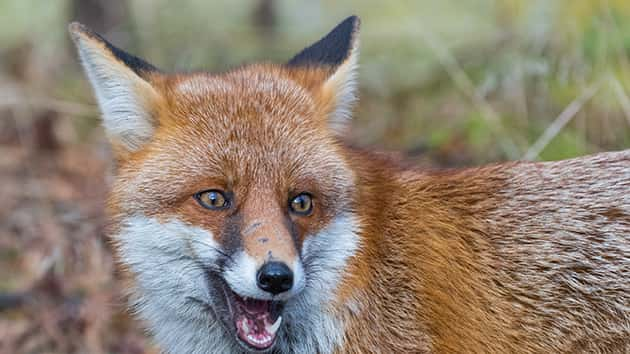 thinkstock_101918_fox