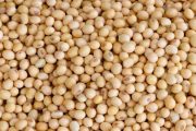 wireready_12-11-2018-17-28-02_06250_soybeans