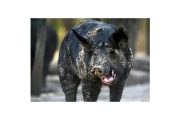 wireready_12-17-2018-11-18-02_06394_feralhog