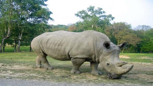 istock_010119_rhino