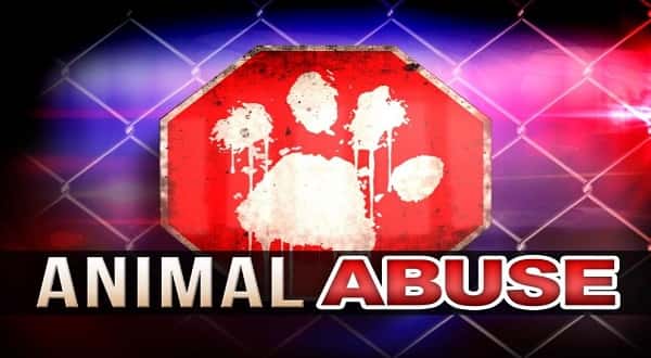 wireready_02-14-2019-23-08-02_07570_animalabuse