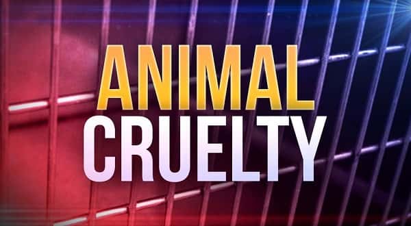 wireready_02-15-2019-21-18-02_07596_animalcruelty2