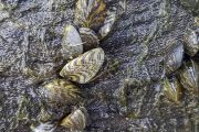 wireready_03-01-2019-10-32-04_07293_zebramussels2018