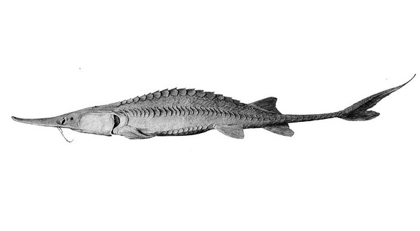 pallidsturgeon