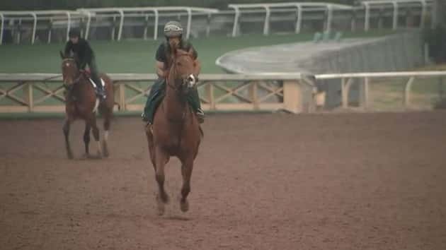 horse-1-abc-er-190303_hpmain_16x9_992