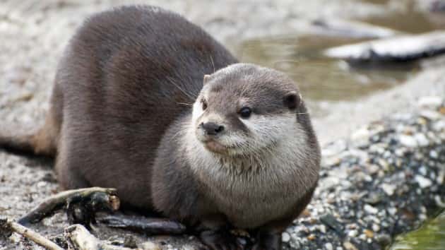 istock_3619_riverotter