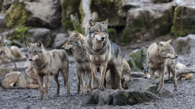 istock_030719_graywolves