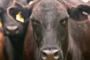 wireready_03-08-2019-22-32-02_07961_cattle