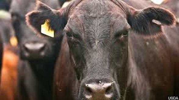 wireready_03-08-2019-22-32-02_07961_cattle