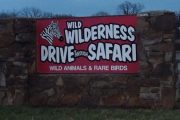 wireready_03-11-2019-17-58-02_08120_wildwildernesssafari