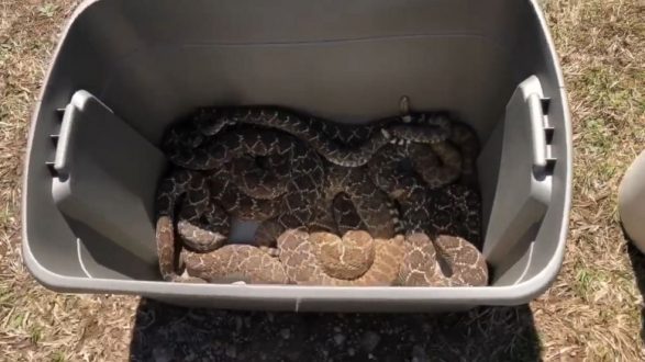snakes-3-ht-er-190321_hpembed_25x14_992