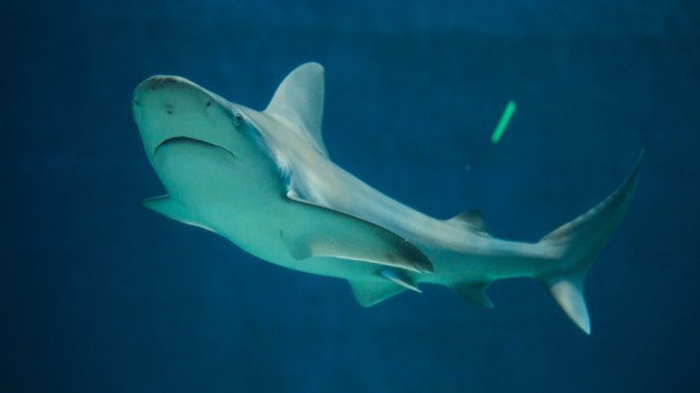 istock_32219_sandbarshark
