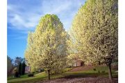 wireready_03-25-2019-19-16-01_07376_bradfordpeartrees